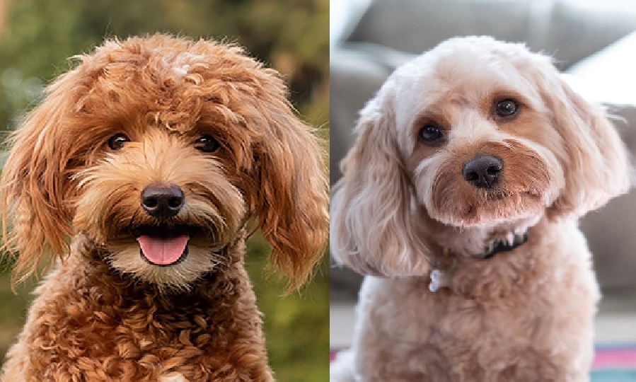 Comparing Golden Doodles, Cavapoos, and Bernedoodles: Which Designer Dog is Right for You?